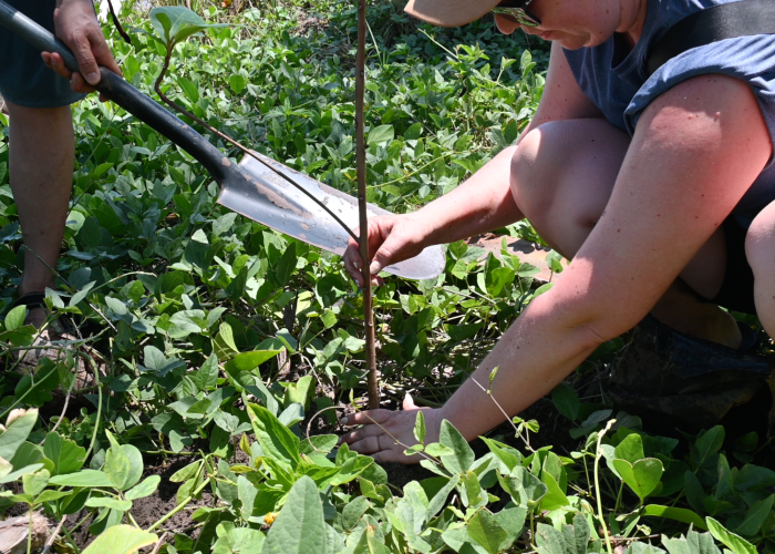 Maggie Sottero employee planting a tree